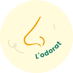 L'odorat